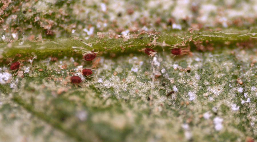 spider mites on leaf