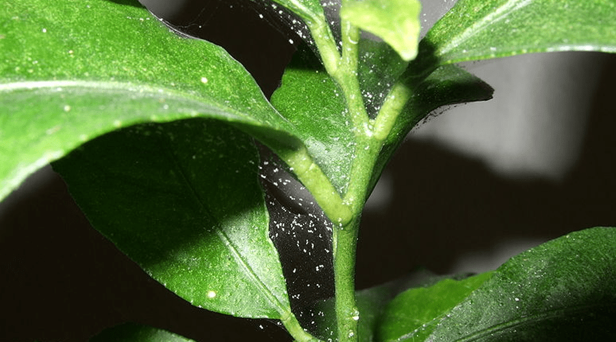 spider mites webs