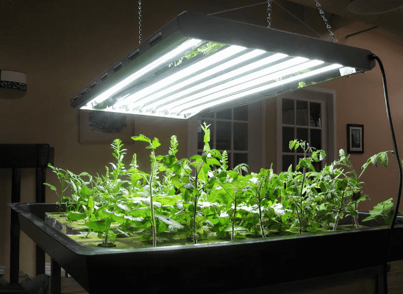 Exploring Smart Grow Lighting, Grow Lighting in Hydroponics